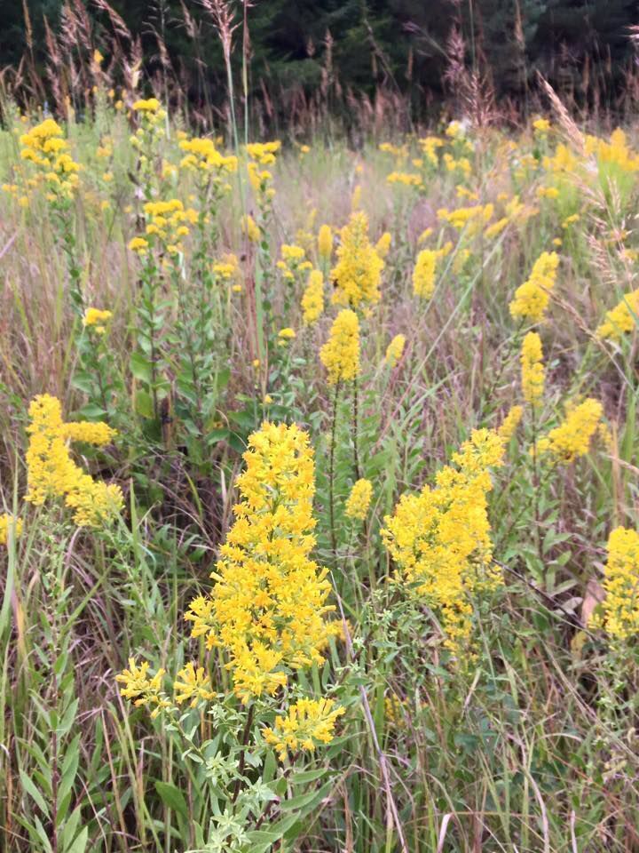 Goldenrod